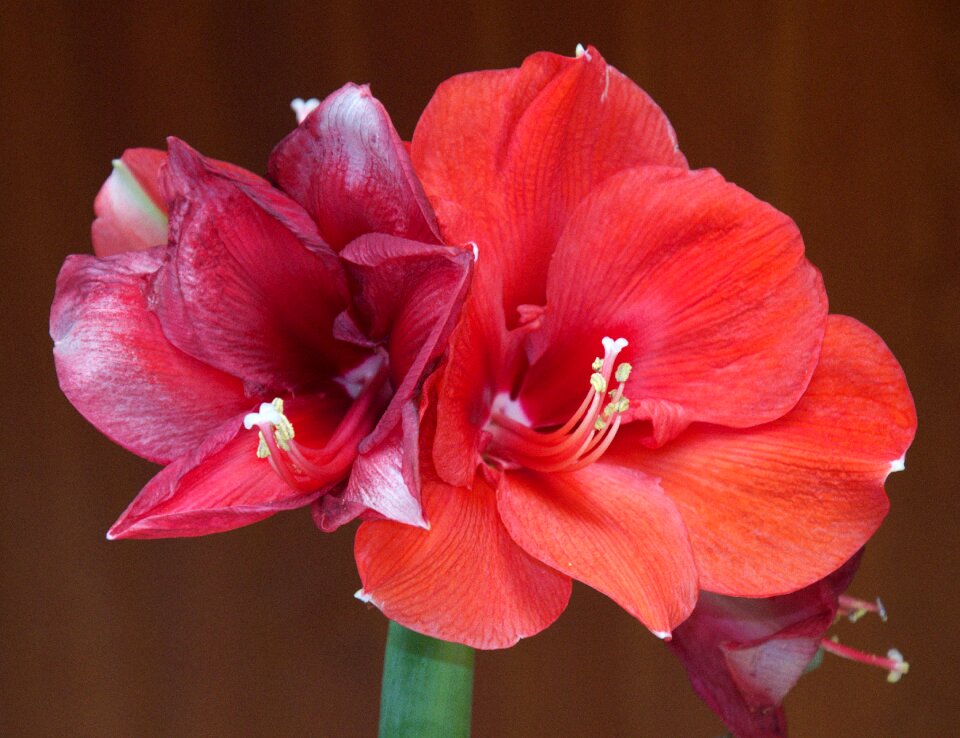 Flower incomplete nature