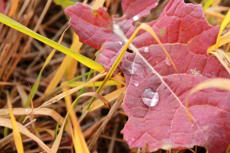 Drop water autumn