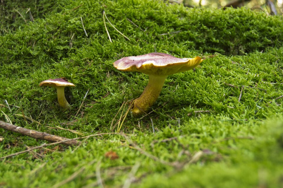 Forest autumn meadow