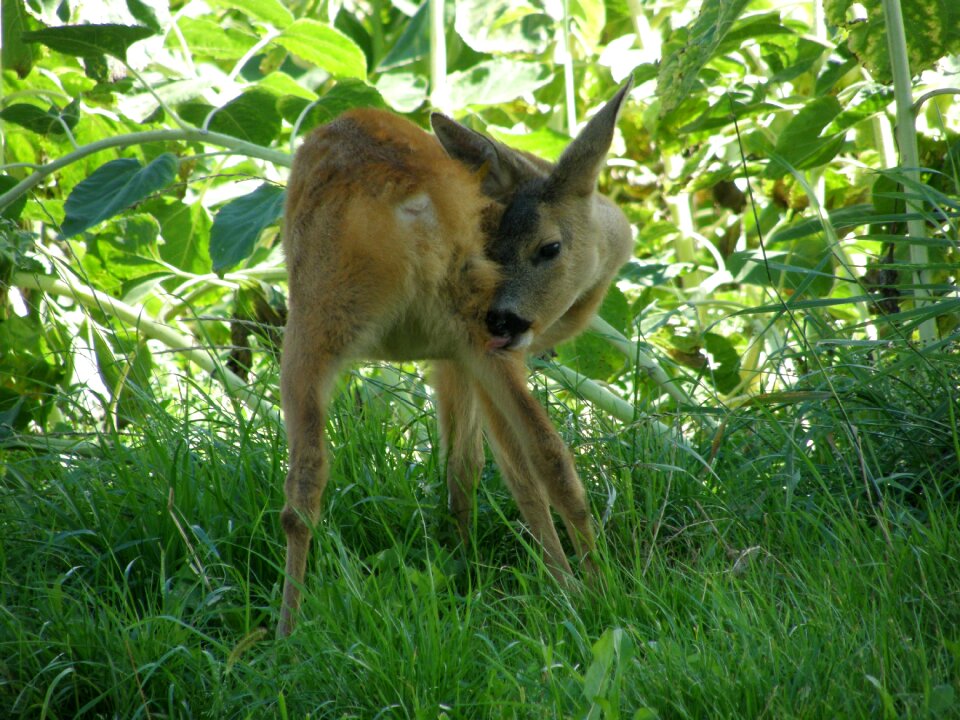 Fawn nature farm