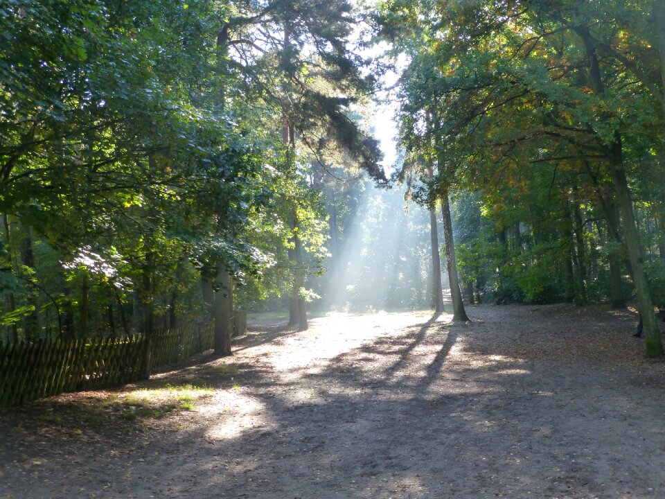 Forest nature light