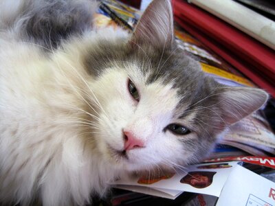 Soft fluffy ragdoll photo