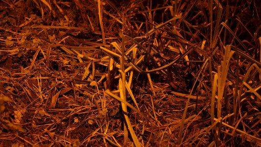 Ground street light brown