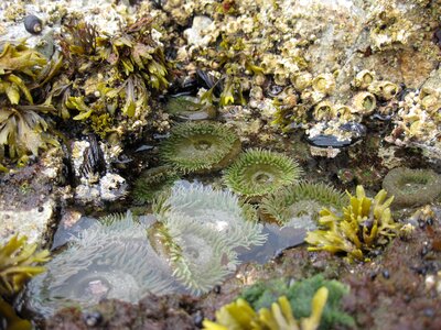 Wet organism rock