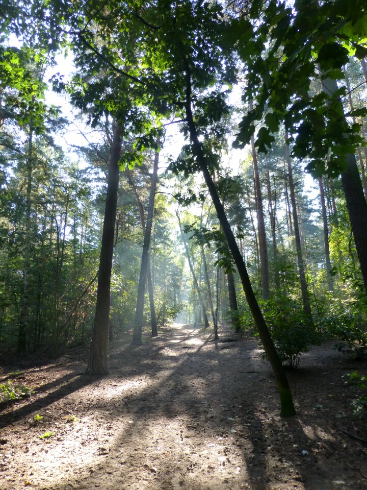 Morning light autumn forest green