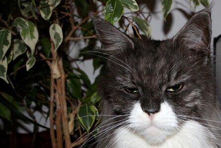 Animals main coon longhair cat photo