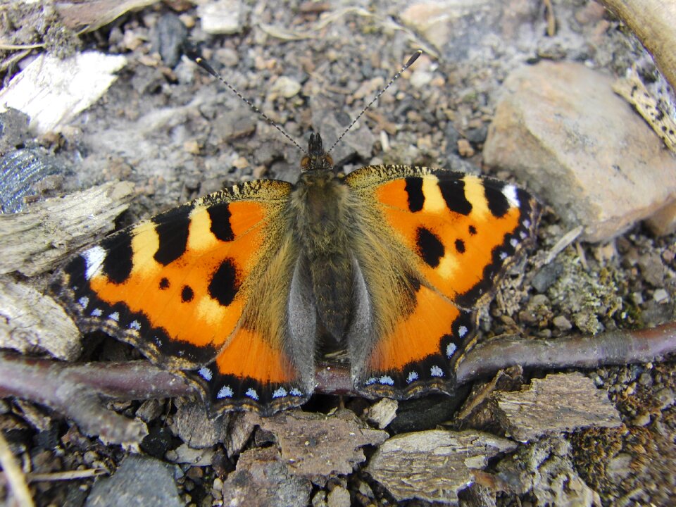 Peacock butterfly nature ground