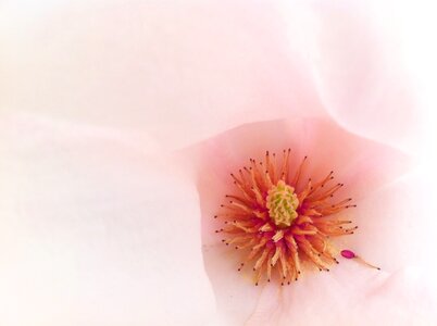 Pink magnolia tender photo