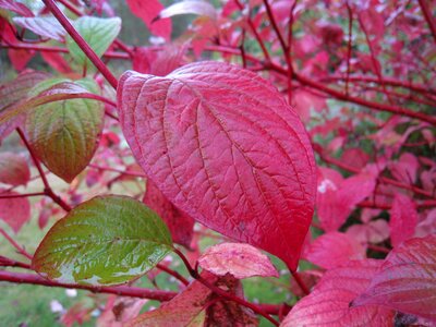 Green garden bush photo