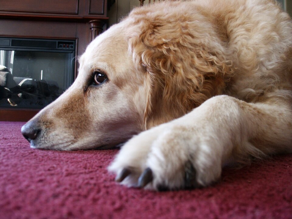 Canine labrador golden retriever