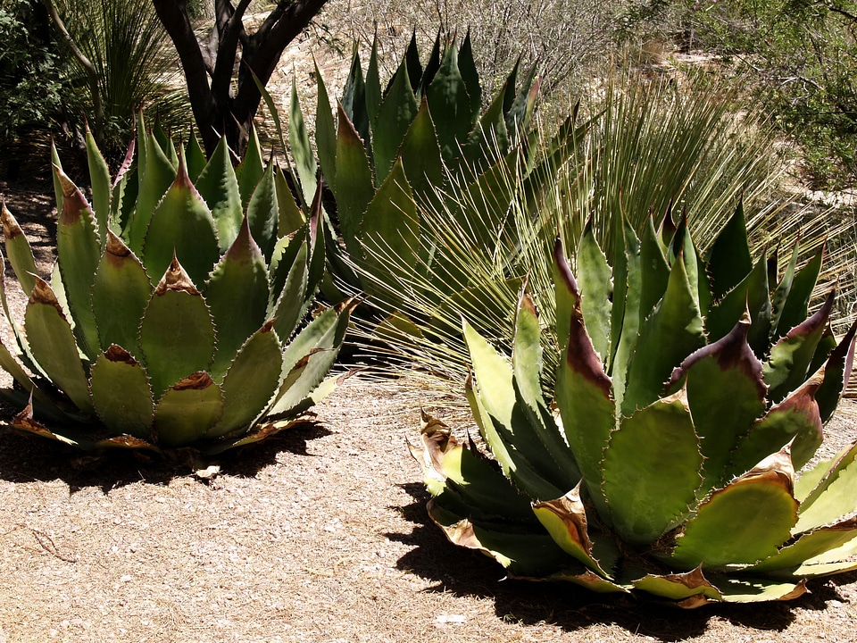 Green nature desert