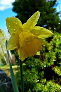 Jonquil blossom yellow flower photo
