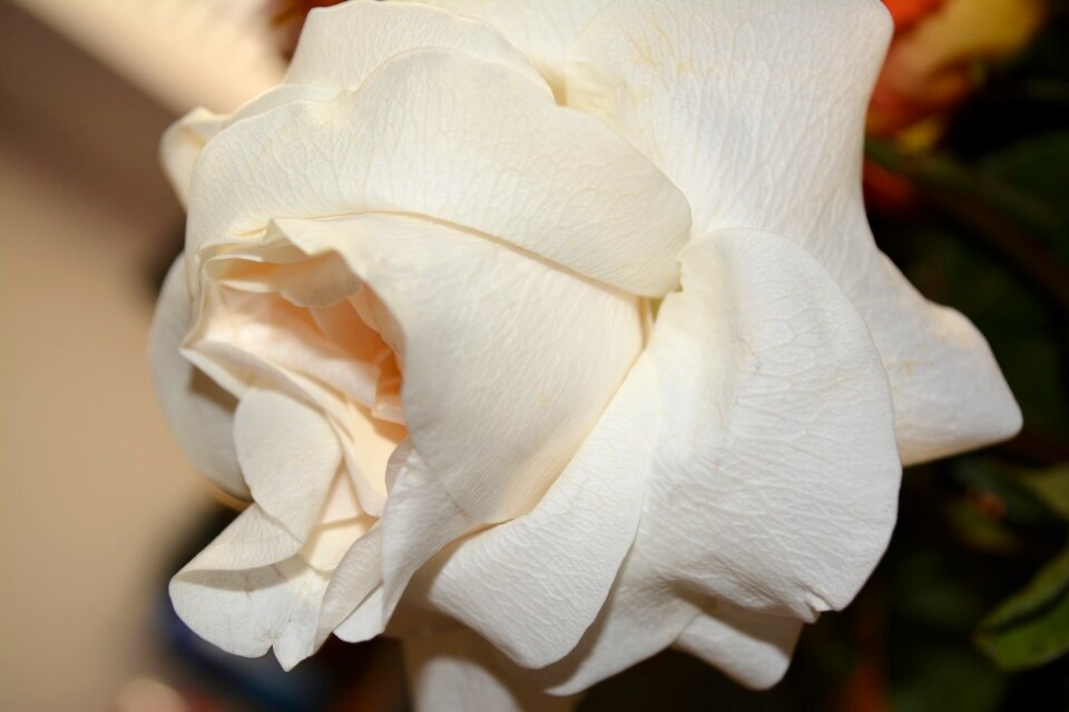 Rose plant blooming