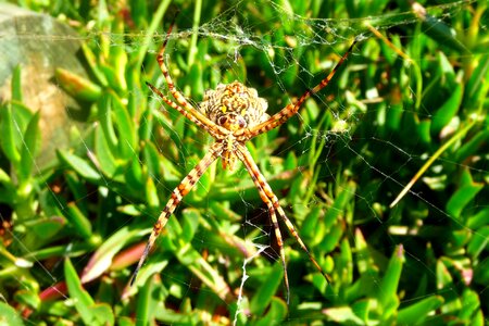 Close-up spider web underside of spider photo