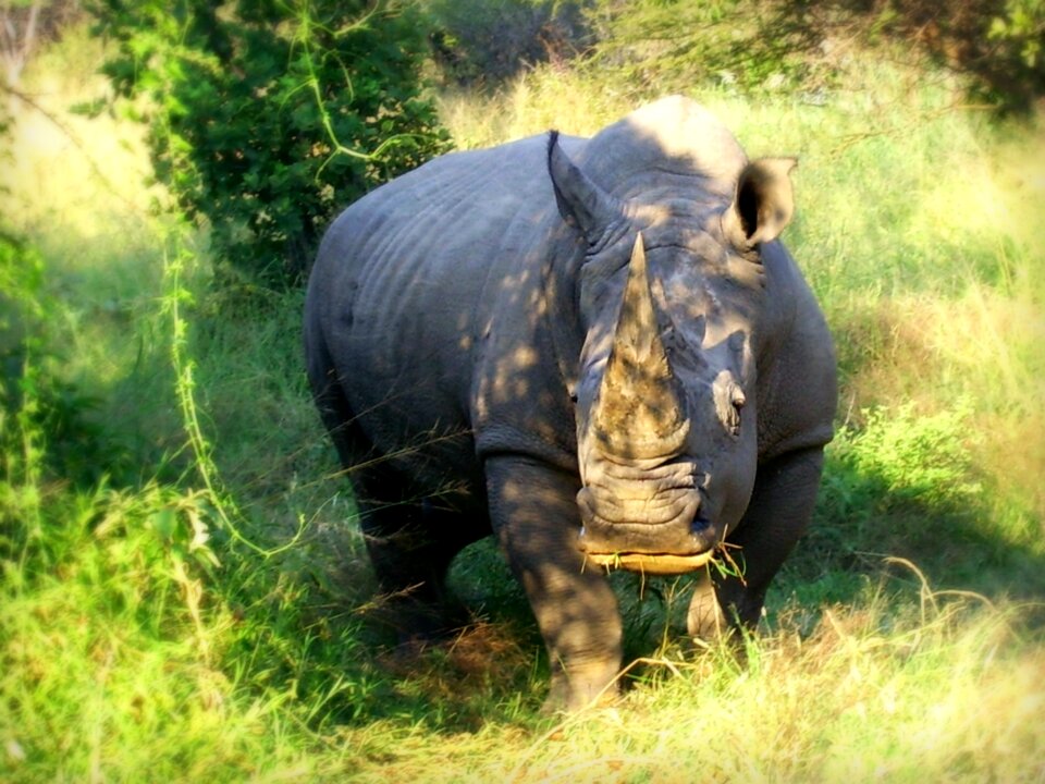 White rhinoceros square-lipped rhinoceros ceratotherium simumrhino