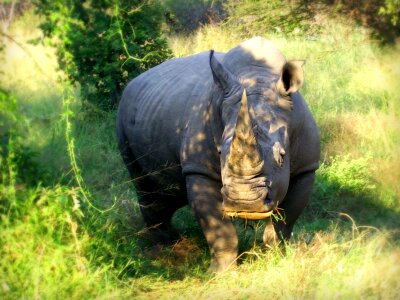 White rhinoceros square-lipped rhinoceros ceratotherium simumrhino