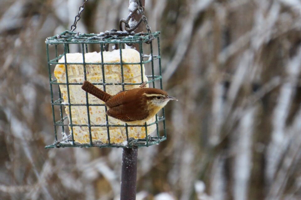 Passerine bird thryothorus ludovicianus backyard bird