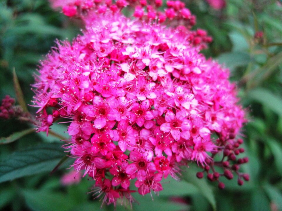 Bright small delicate