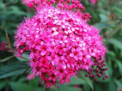 Bright small delicate