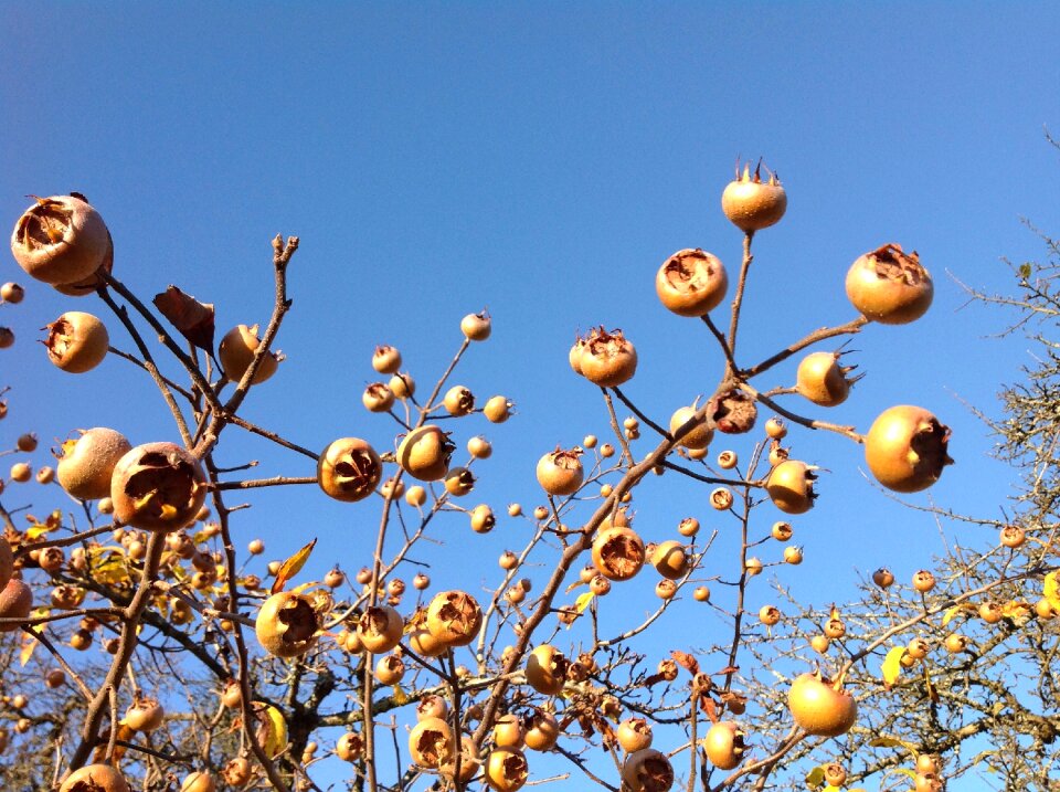 Nature harvest yellow