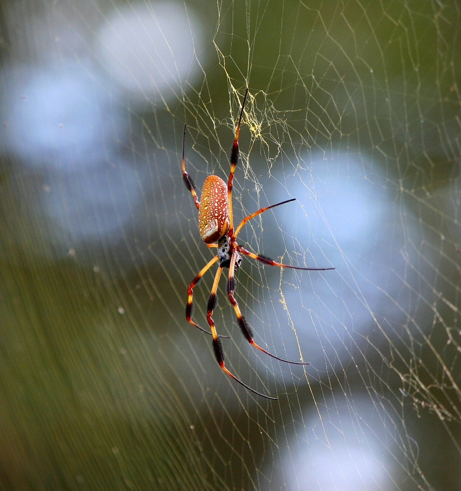 Nephila clavipes web hunter