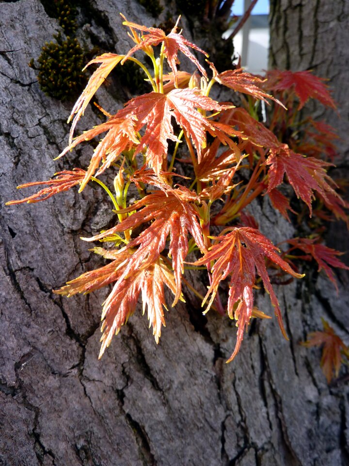 Autumn leaves golden autumn