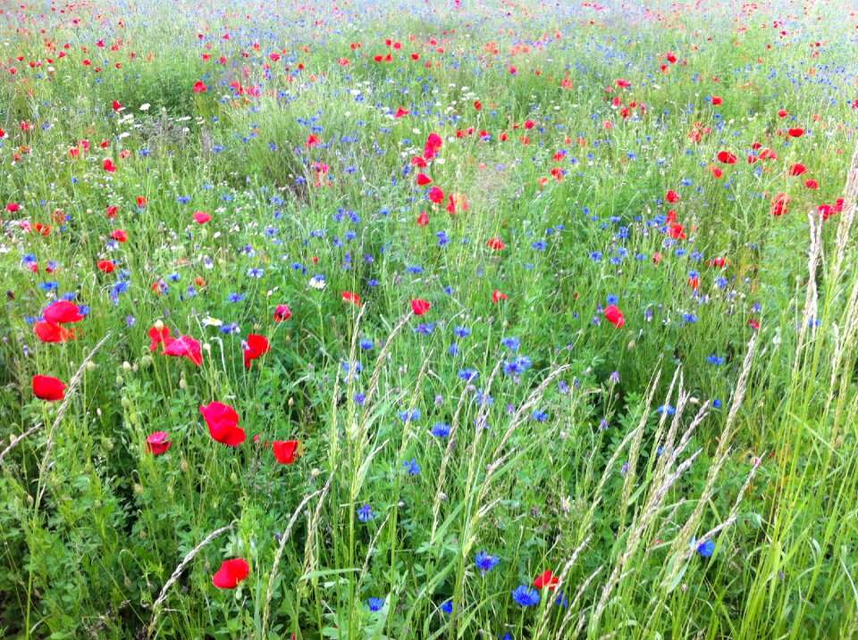 Flowers wild flowers nature photo