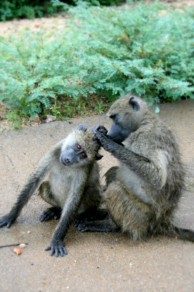 Baboons grooming social baboons