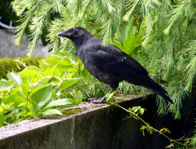 Black flying carrion crow photo