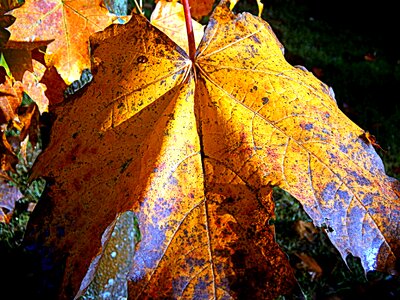 Leaves fall foliage color photo