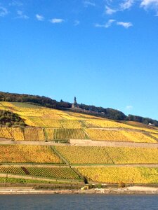 Rüdesheim forest wine
