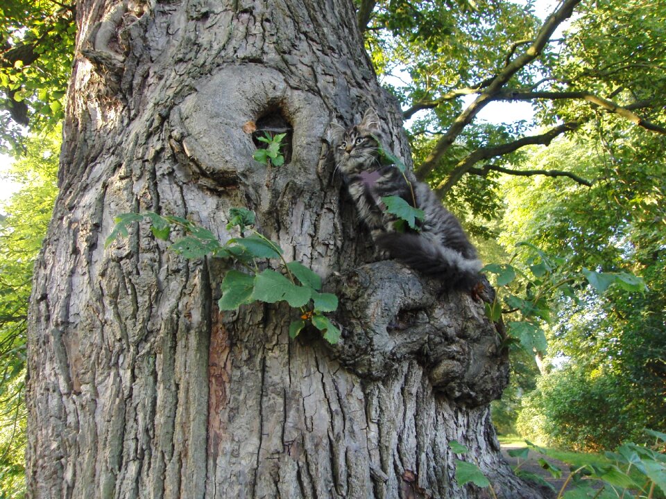 Tree eintracht peace