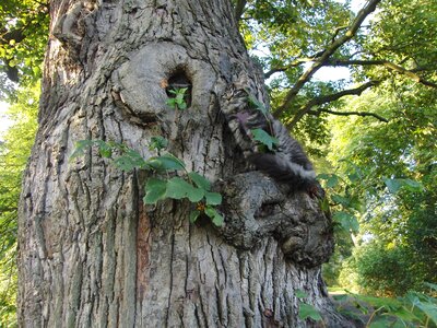 Tree eintracht peace