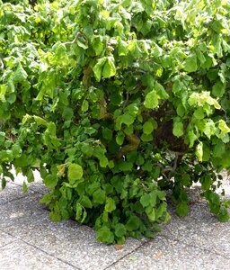 Hazel bush pollen supplier