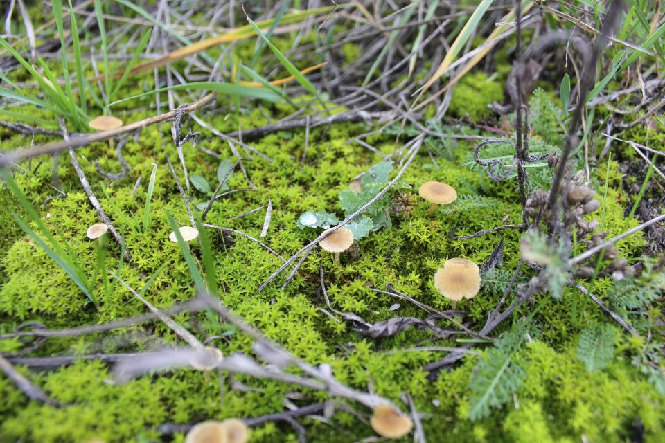 The bark forests green