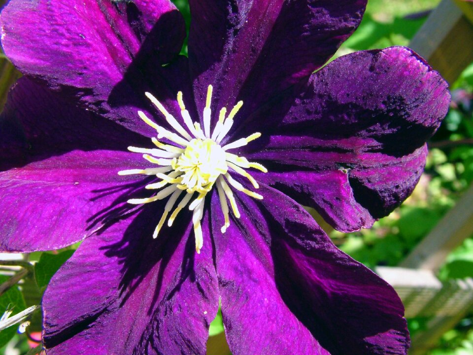 Garden purple leaf photo