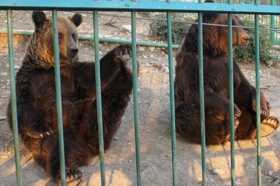Safari park gelendzhik animals