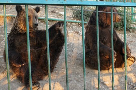 Safari park gelendzhik animals