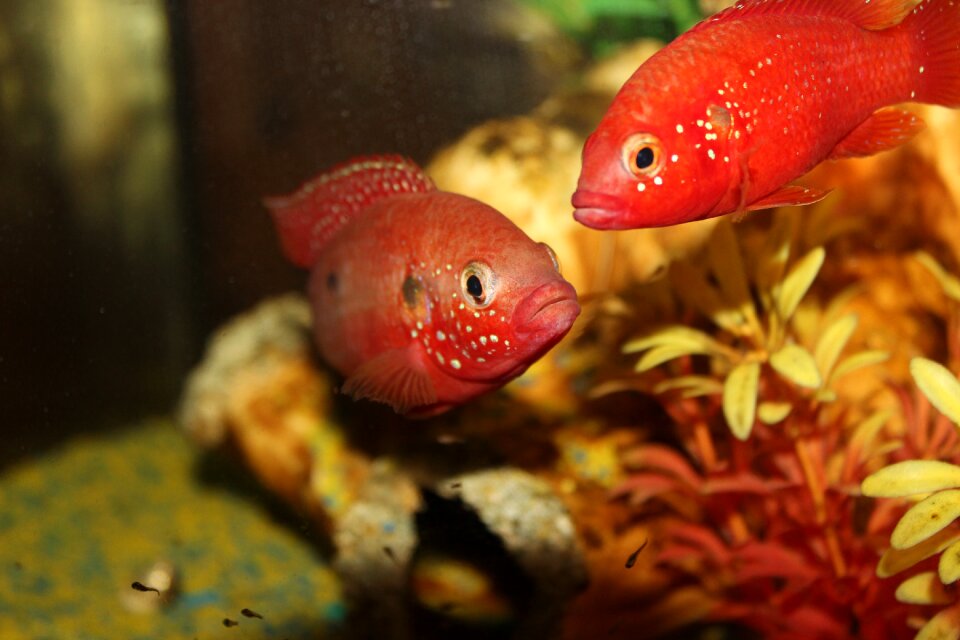 Aquarium fish water