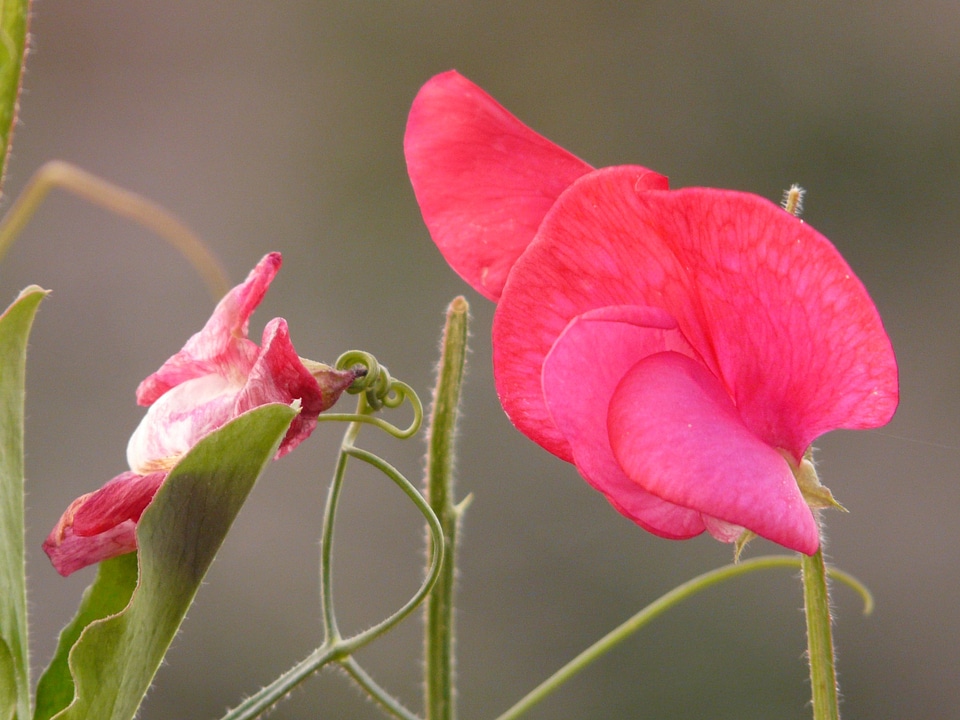 Faboideae legume red