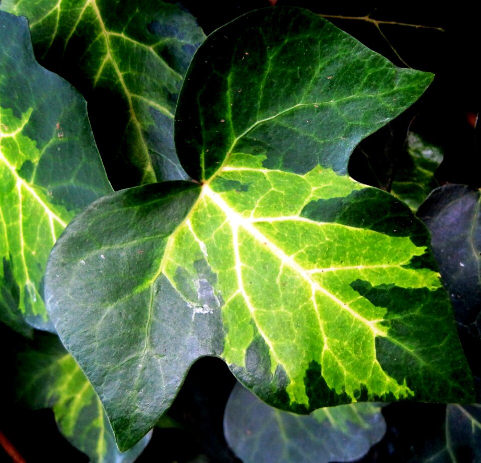 Veined varying greens pattern