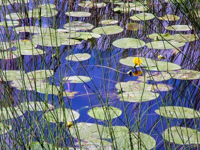 Leaf flower reed