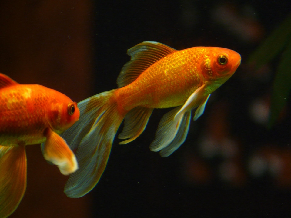 Swim aquarium freshwater fish