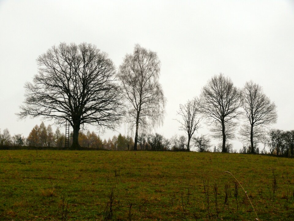 Landscape autumn landscape trees