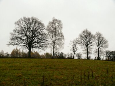 Landscape autumn landscape trees