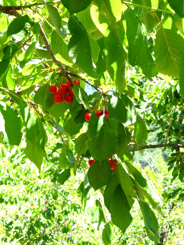 Leaves green plant