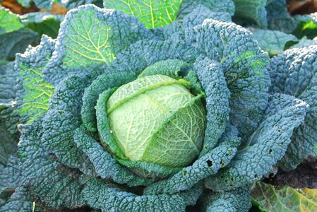 Green cabbage vegetable cabbage