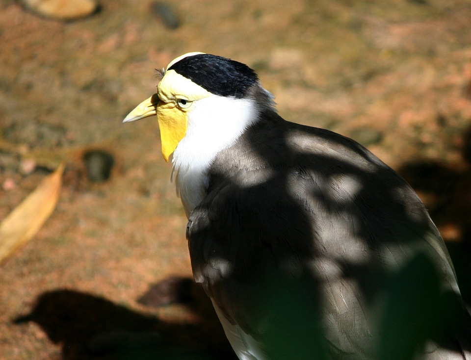 Wader charadriiformes charadriidae