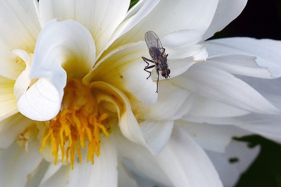 Macro nature insect