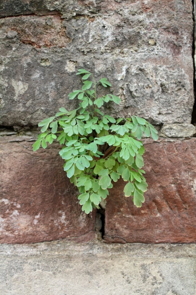 Stone garden wall blossom